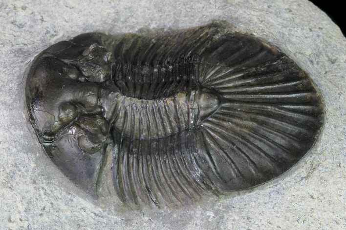 Scabriscutellum Trilobite - Morocco #171519